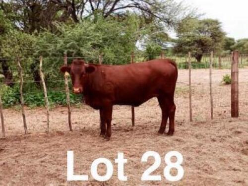 1X BONSMARA HEIFER Makanyane Bonsmaras