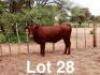 1X BONSMARA HEIFER Makanyane Bonsmaras