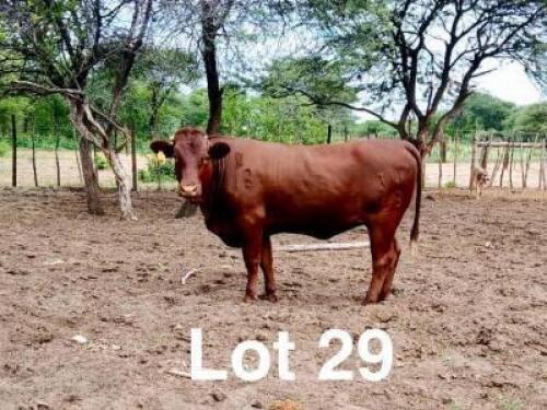 1X BONSMARA HEIFER Makanyane Bonsmaras