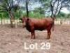 1X BONSMARA HEIFER Makanyane Bonsmaras