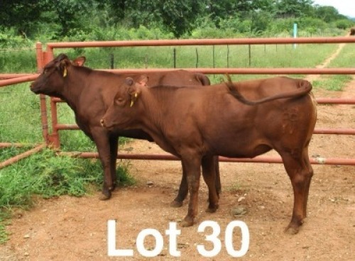 2X BONSMARA HEIFER Medupi Bonsmaras (Per animal to take the lot)