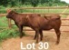 2X BONSMARA HEIFER Medupi Bonsmaras (Per animal to take the lot)