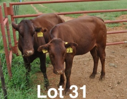 2X BONSMARA HEIFER Medupi Bonsmaras (Per animal to take the lot)