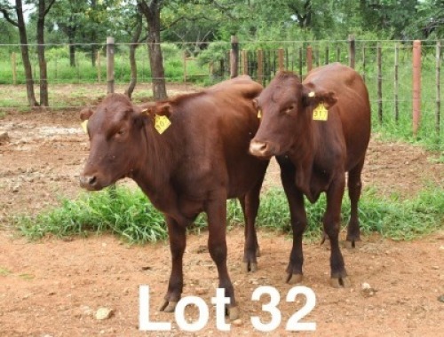 2X BONSMARA HEIFER Medupi Bonsmaras (Per animal to take the lot)
