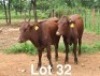 2X BONSMARA HEIFER Medupi Bonsmaras (Per animal to take the lot)