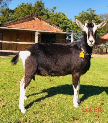 1 X BRITISH ALPINE EWE/OOI GELUKSFONTEIN