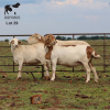 LOT 29 3X MEATMASTER DIDYMUS MEATMASTERS CHRISTOF GROBLER : 0837812076 - 2