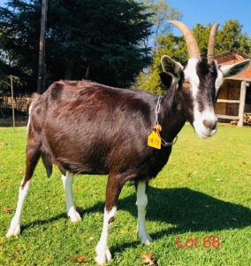 1 X BRITISH ALPINE EWE/OOI GELUKSFONTEIN