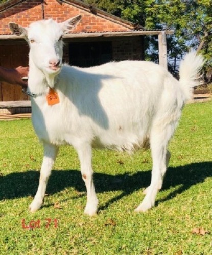 1 X SAANEN EWE/OOI GELUKSFONTEIN