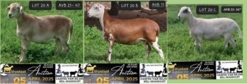 1X MEATMASTER NOT RECORDED PREGNANT EWE Anli Meatmasters