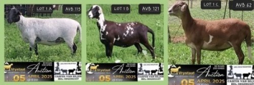 1X MEATMASTER NOT RECORDED PREGNANT EWE Anli Meatmasters