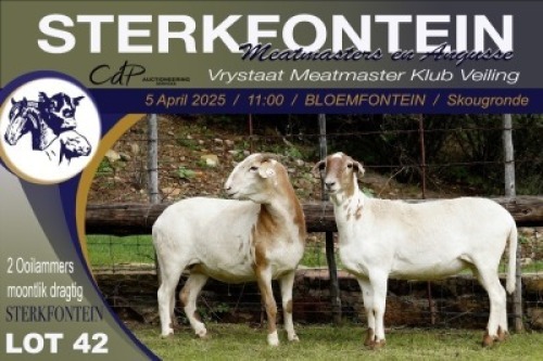 1X MEATMASTER NOT RECORDED PREGNANT EWE Sterkfontein Meatmasters