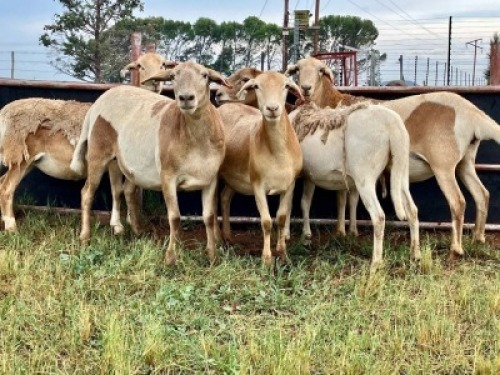 1X MEATMASTER NOT RECORDED PREGNANT EWE Elandsbult Boerdery