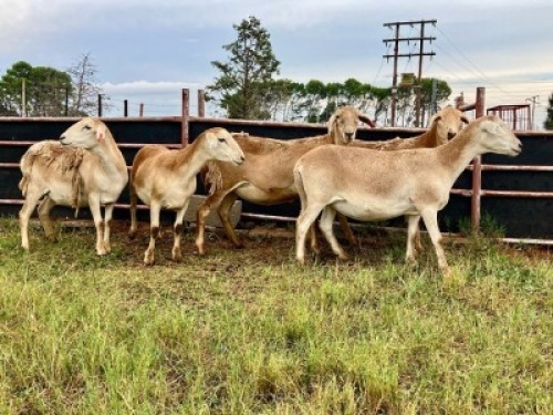 1X MEATMASTER NOT RECORDED PREGNANT EWE Elandsbult Boerdery