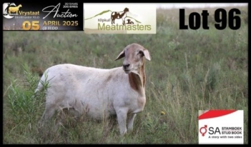 1X MEATMASTER RECORDED PREGNANT EWE Klipkuil Meatmasters