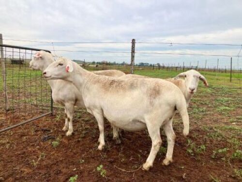 1X MEATMASTER NOT RECORDED PREGNANT EWE Elandsbult Boerdery