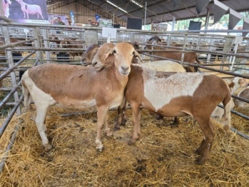 3X MEATMASTER NOT RECORDED PREGNANT EWE Double Bar 7 (Per animal to take the lot)