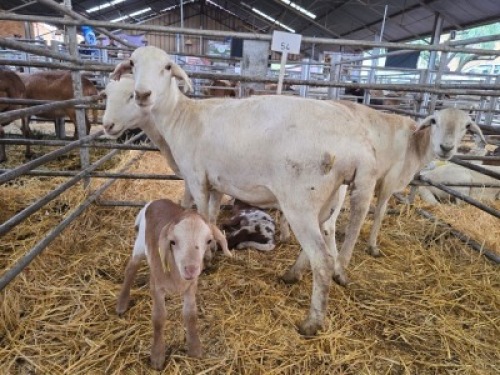 3+2X MEATMASTER NOT RECORDED PREGNANT EWE Double Bar 7 (Per animal to take the lot)