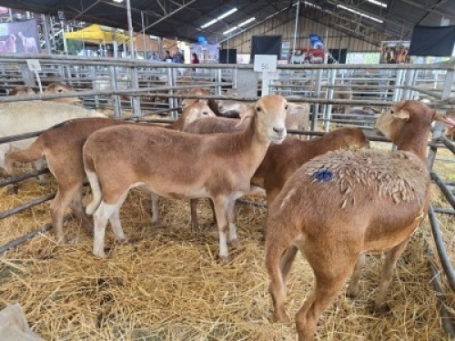 4X MEATMASTER NOT RECORDED PREGNANT EWE Double Bar 7 (Per animal to take the lot)