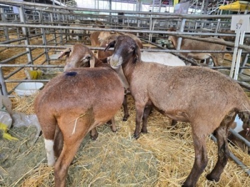 3X MEATMASTER NOT RECORDED PREGNANT EWE Double Bar 7 (Per animal to take the lot)