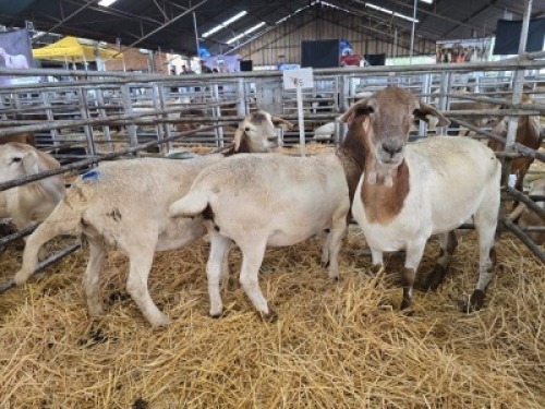 3X MEATMASTER NOT RECORDED PREGNANT EWE Double Bar 7 (Per animal to take the lot)