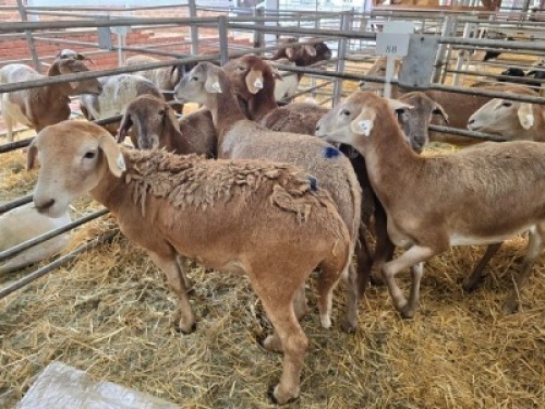 6X MEATMASTER NOT RECORDED PREGNANT EWE Double Bar 7 (Per animal to take the lot)