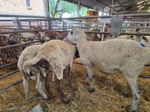 3X MEATMASTER NOT RECORDED PREGNANT EWE Double Bar 7 (Per animal to take the lot)