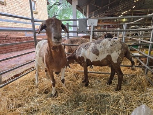 2X MEATMASTER NOT RECORDED PREGNANT EWE Double Bar 7 (Per animal to take the lot)