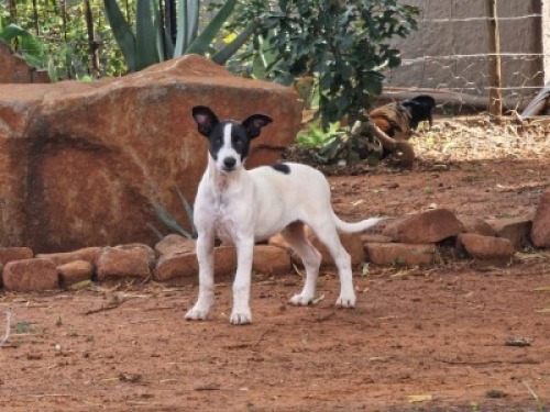 1 X AFRICANUS HONDJIE REUN