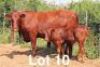 1+1X BONSMARA COW & CALF PC Bonsmaras (Per animal to take the lot) - 2
