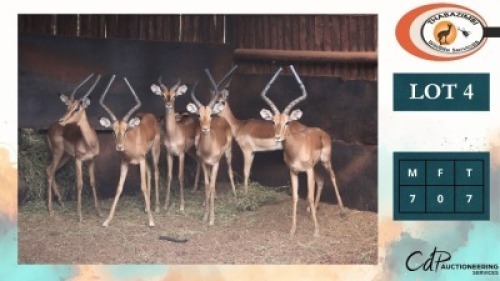 7X ROOIBOKKE M:7 (Per Piece to take the lot/Per stuk om lot te neem)