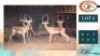 4X ROOIBOKKE M:4 (Per Piece to take the lot/Per stuk om lot te neem)