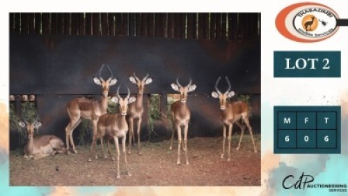 6X ROOIBOKKE M:6 (Per Piece to take the lot/Per stuk om lot te neem)