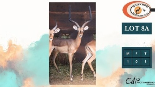 1X ROOIBOKKE M:1