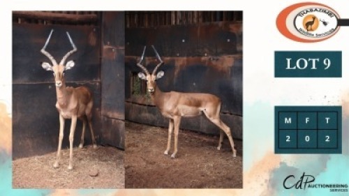 2X ROOIBOKKE M:2 (Per Piece to take the lot/Per stuk om lot te neem)