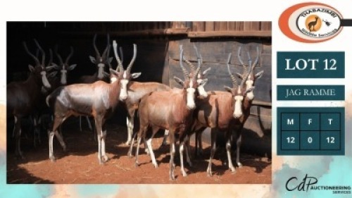 12X BLESBOKKE M:12 (Per Piece to take the lot/Per stuk om lot te neem)