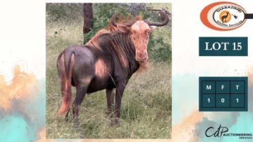 1X KONINGSWILDEBEES M:1