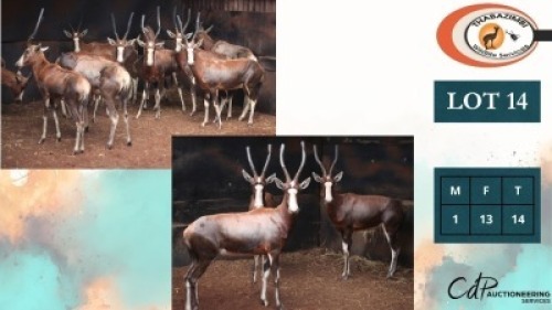 14X BLESBOKKE M:1 V/F:13 (Per Piece to take the lot/Per stuk om lot te neem)