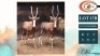 2X BLESBOKKE M:2 (Per Piece to take the lot/Per stuk om lot te neem)