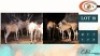 8X ELAND M:1 V/F:7 (Per Piece to take the lot/Per stuk om lot te neem)
