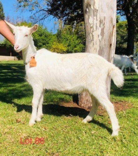 1 X SAANEN EWE/OOI GELUKSFONTEIN