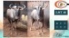 2X BLOUWILDEBEESTE M:2 (Per Piece to take the lot/Per stuk om lot te neem)