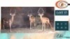 4X ROOIBOKKE M:4 (Per Piece to take the lot/Per stuk om lot te neem)