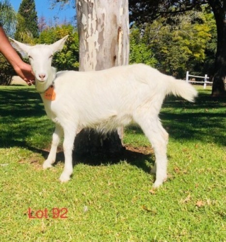 1 X SAANEN EWE/OOI GELUKSFONTEIN