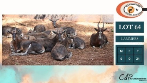 21X BLESBOKKE M: V/F: (Per Piece to take the lot/Per stuk om lot te neem)
