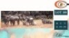 7*1X BLOUWILDEBEESTE V/F:7*1 (Per Piece to take the lot/Per stuk om lot te neem)