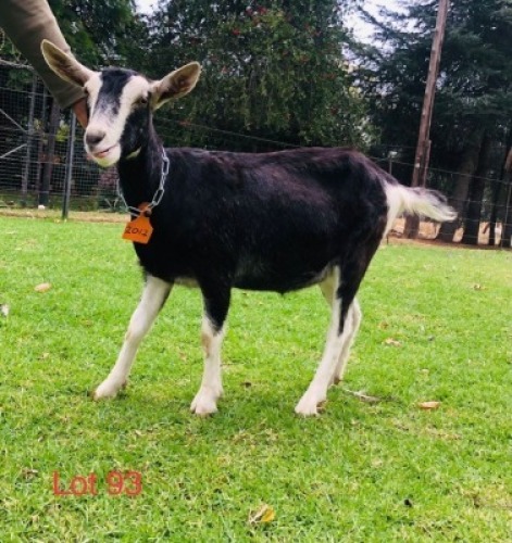 1 X BRITISH ALPHINE EWE/OOI GELUKSFONTEIN