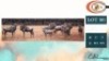 9*1X BLOUWILDEBEESTE V/F:9*1 (Per Piece to take the lot/Per stuk om lot te neem)