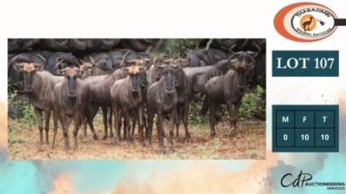 10X BLOUWILDEBEESTE V/F:10 (Per Piece to take the lot/Per stuk om lot te neem)