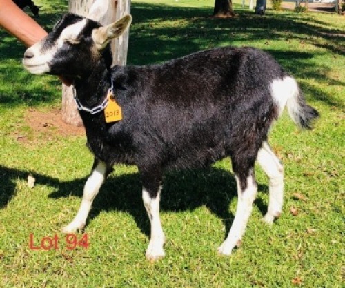 1 X BRITISH ALPHINE EWE/OOI GELUKSFONTEIN